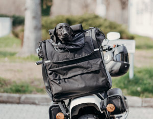 Deemeed Pet Bag Cordura Large Transporttasche für große Hunde Motorradtasche Hundetasche